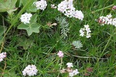 Asperula prostrata