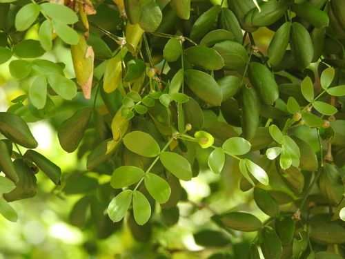 Larreoideae image