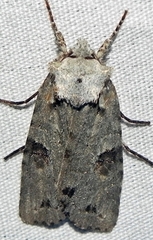 Lithophane querquera