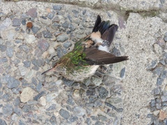 Chrysuronia grayi