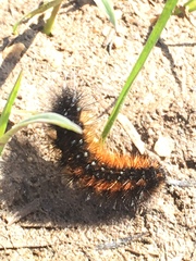 Arctiinae