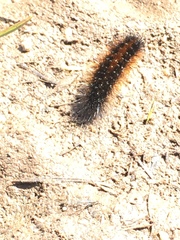 Arctiinae