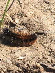 Arctiinae