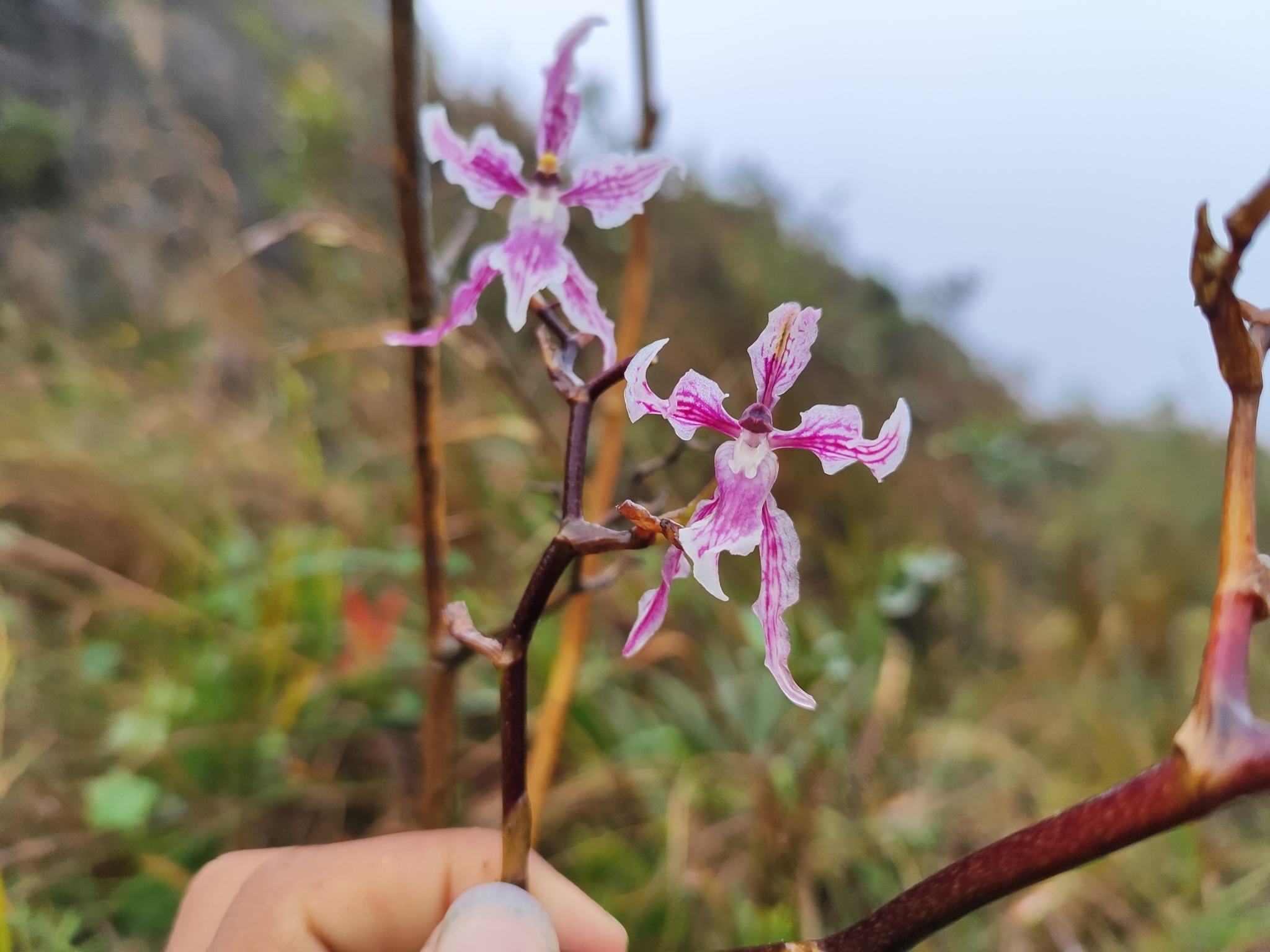 Cyrtochilum ramosissimum (Lindl.) Dalström
