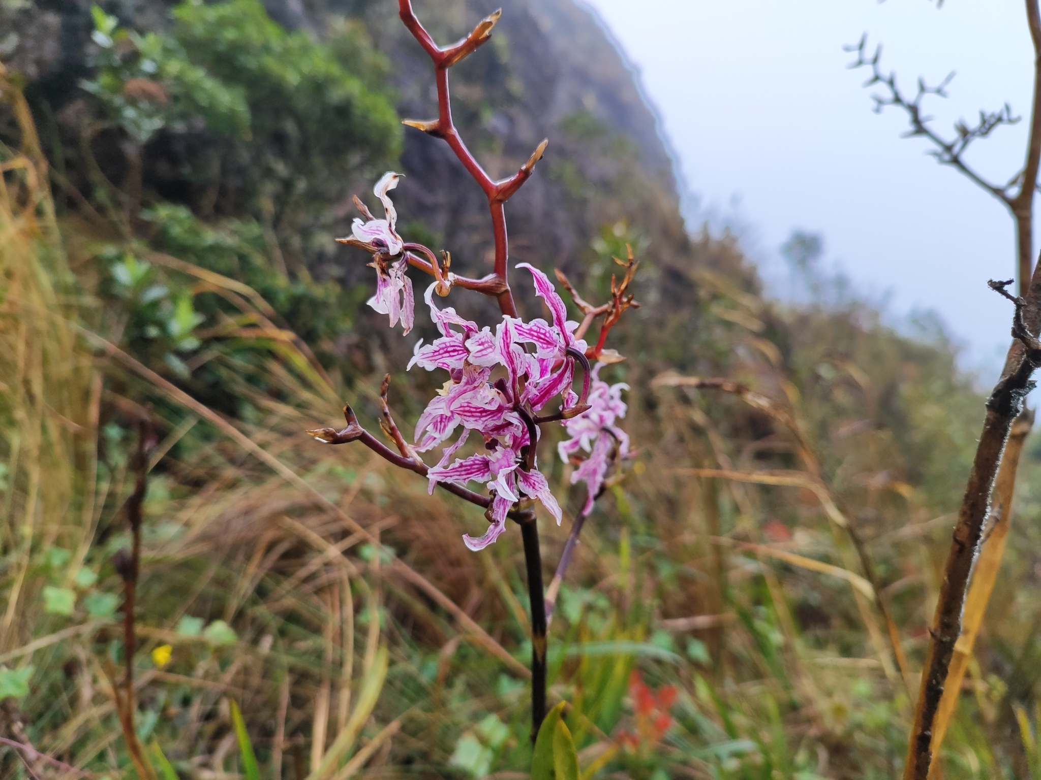 Cyrtochilum ramosissimum (Lindl.) Dalström 2