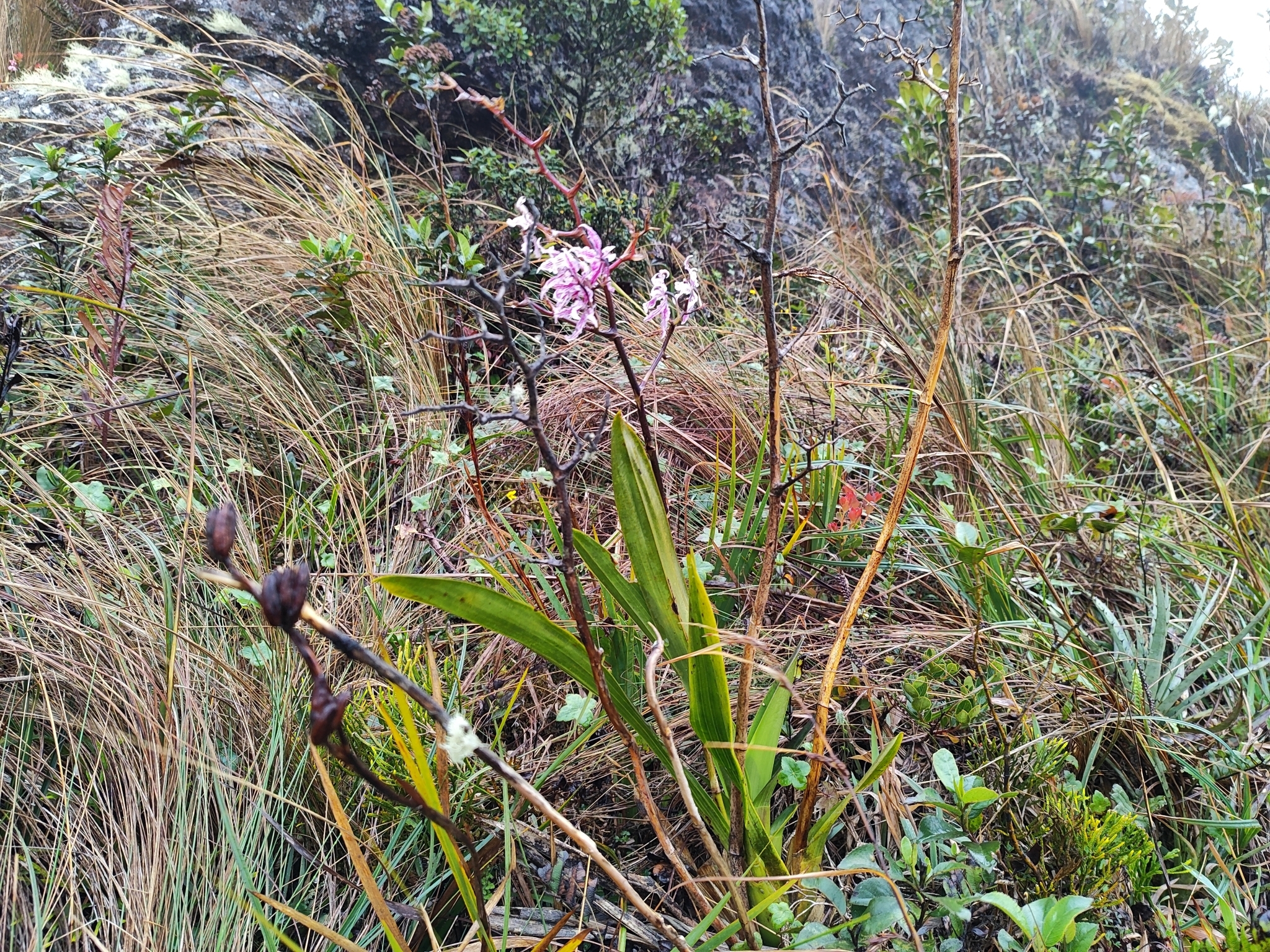 Cyrtochilum ramosissimum (Lindl.) Dalström 3