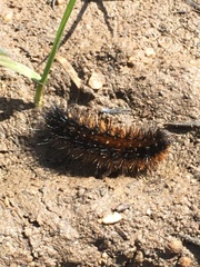 Arctiinae