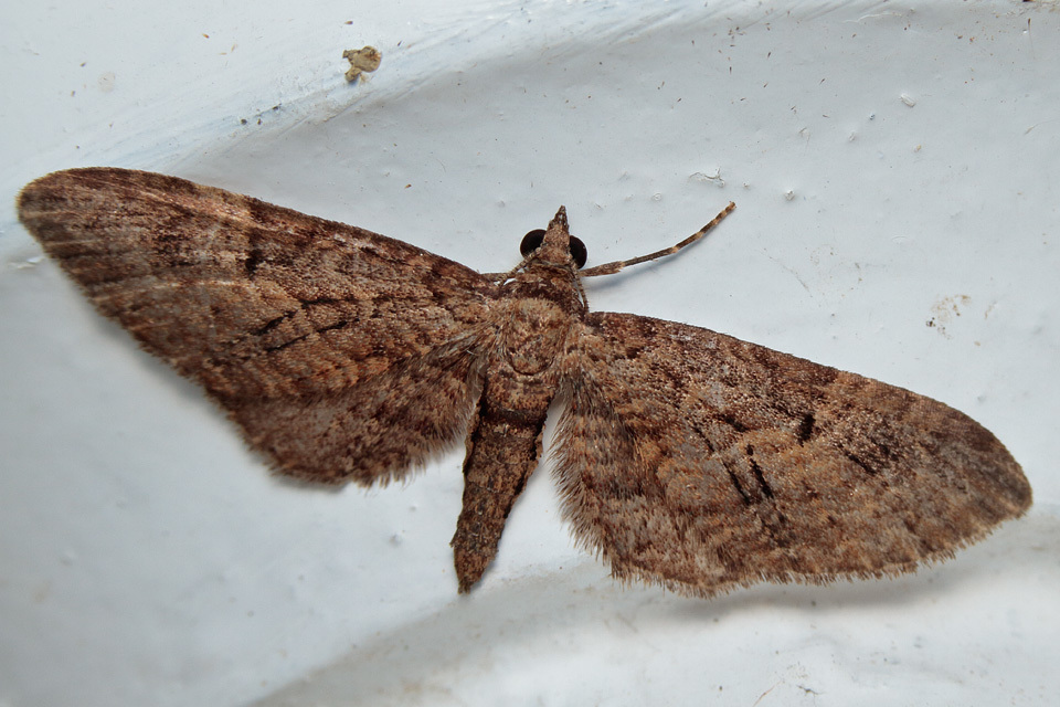 Eupithecia tenerifensis