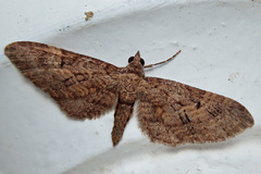 Eupithecia tenerifensis