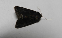 Melanchra assimilis