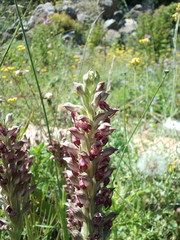 Anacamptis coriophora