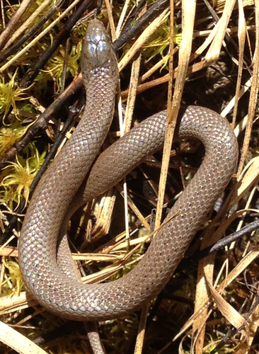 Photo of a Smooth Earth Snake (Virginia valeriae)