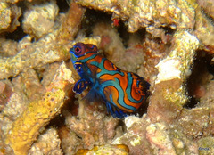 Synchiropus splendidus