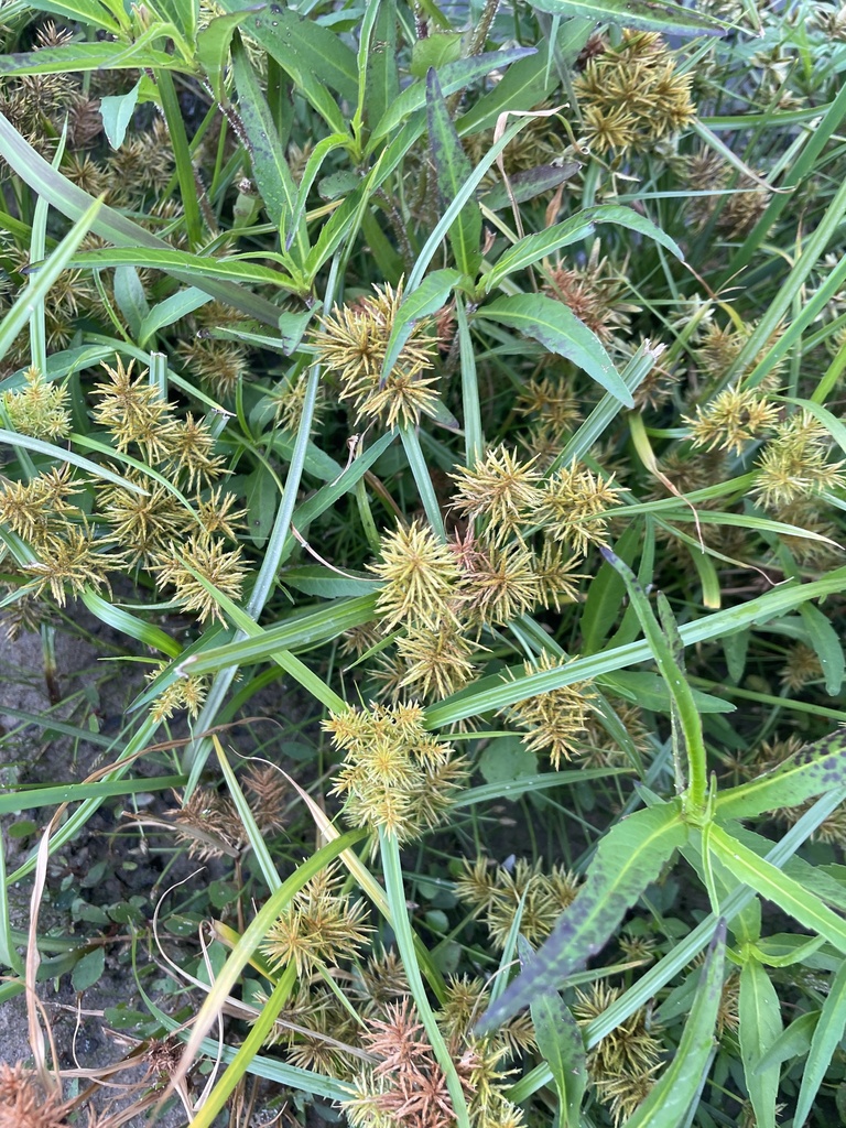 Fragrant flatsedge from Lake Erie, CA-ON, CA on 02 September, 2023 at ...