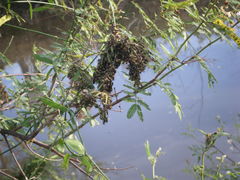 Polybia occidentalis nigratella