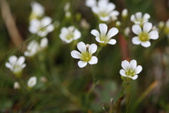 Cherleria circassica