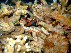 Synchiropus splendidus