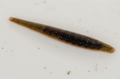 Glossiphoniidae