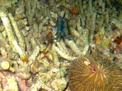 Synchiropus splendidus