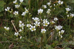 Cherleria circassica
