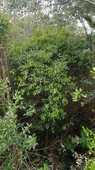 Metrosideros bartlettii