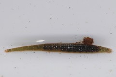 Glossiphoniidae