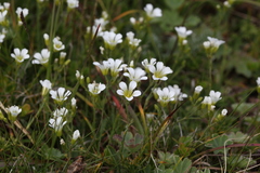 Cherleria circassica