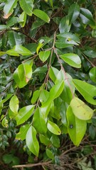 Metrosideros bartlettii