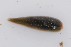 Glossiphoniidae