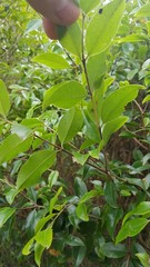 Metrosideros bartlettii