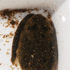 Glossiphoniidae