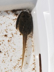 Glossiphoniidae