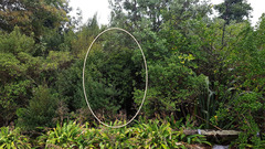 Metrosideros bartlettii