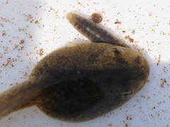 Glossiphoniidae
