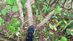 Metrosideros bartlettii