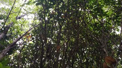 Metrosideros bartlettii