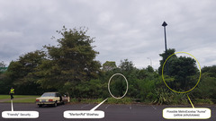 Metrosideros bartlettii