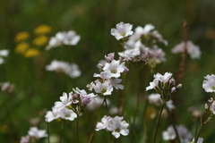 Gypsophila tenuifolia