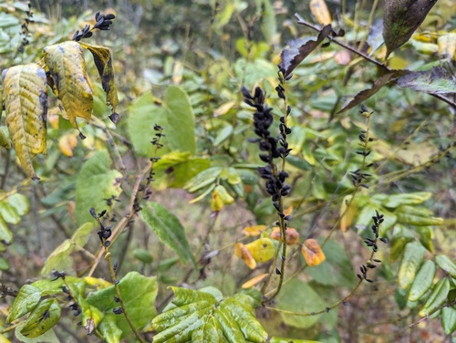 Shining false indigo (Amorpha nitens)