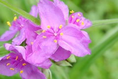 Tradescantia gigantea