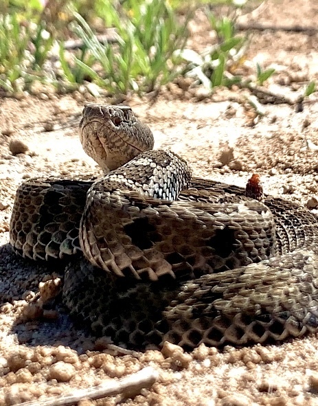 Mexican Pygmy Rattlesnake from Amozoc, Pue., México on October 17, 2023 ...