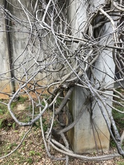 Hohenbuehelia grisea