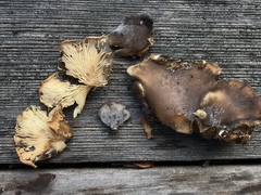 Hohenbuehelia grisea