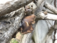 Hohenbuehelia grisea