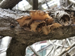 Hohenbuehelia grisea