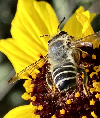 iNaturalist observation photo of Megachile policaris