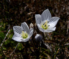 Gentianella bawbawensis