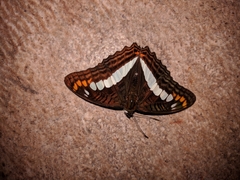 Adelpha alala