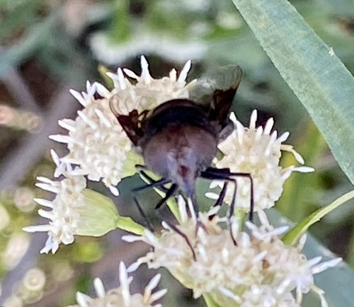 iNaturalist observation photo of Copestylum violaceum