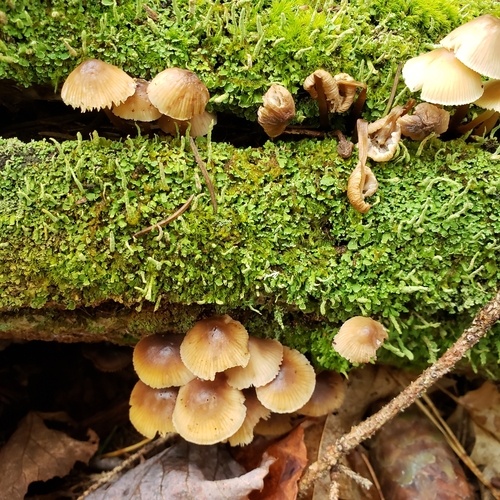 Mycena